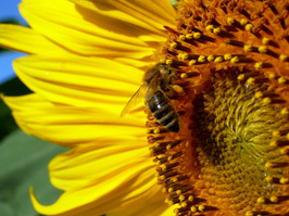 KI generiert: Eine Biene sammelt Nektar auf einer leuchtenden Sonnenblume.