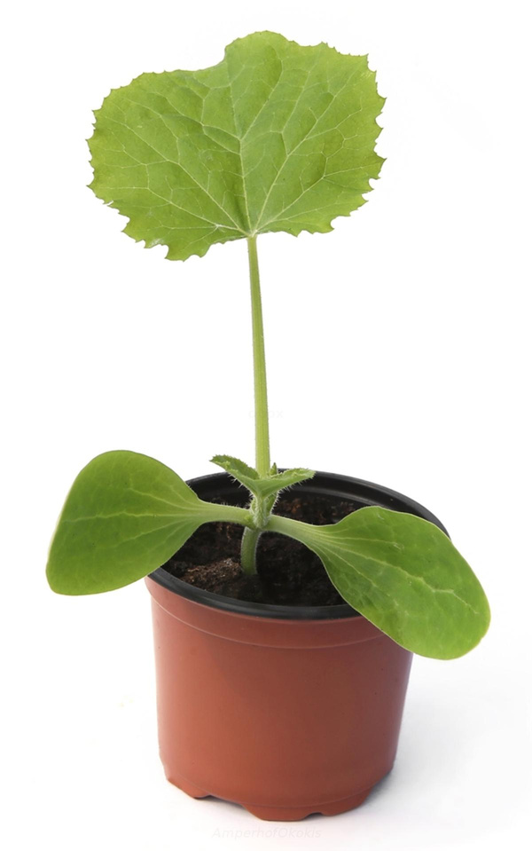 Produktfoto zu Zucchini Pflanze