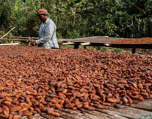 KI generiert: Das Bild zeigt eine Person, die auf einem Trockengestell Kakaobohnen in einer ländlichen Umgebung sortiert. Im Hintergrund sind üppige grüne Pflanzen und Bäume zu sehen.