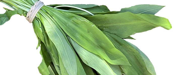 KI generiert: Das Bild zeigt einen Bund frischen Bärlauchs, zusammengehalten von einem Gummiband. Die grünen Blätter sind lang und lanzettlich.