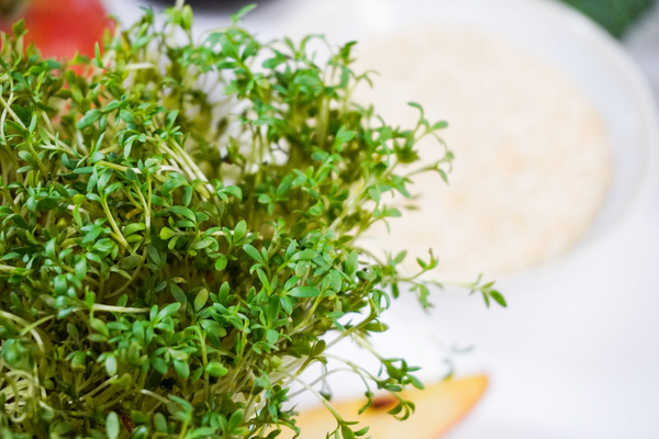 KI generiert: Grüne Kressepflanzen im Vordergrund, unscharfer Hintergrund mit Lebensmitteln.