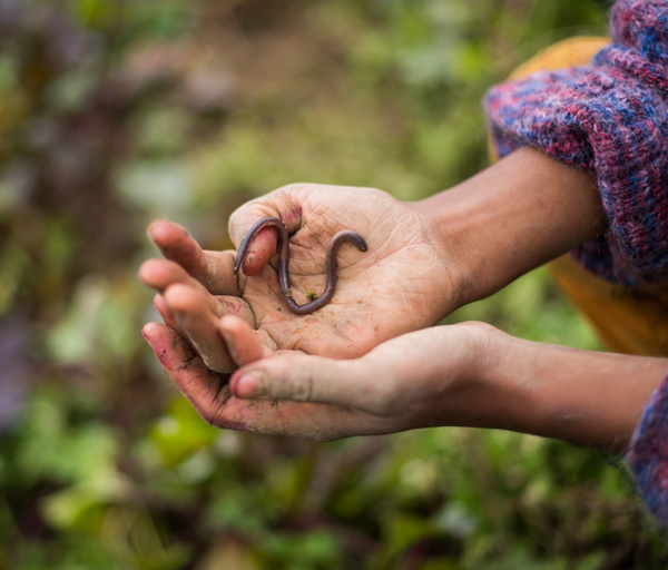 Der ökologische Landbau setzt auf den Erhalt von Böden und Artenvielfalt, verzichtet auf chemische Pestizide und vermeidet monokulturellen Anbau. 