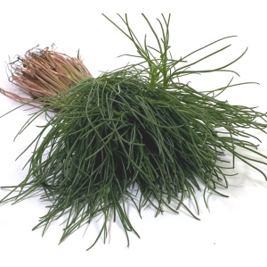 KI generiert: Bündel von frischem Ruscus-Akazien-Grün auf weißem Hintergrund. Keine Text vorhanden.