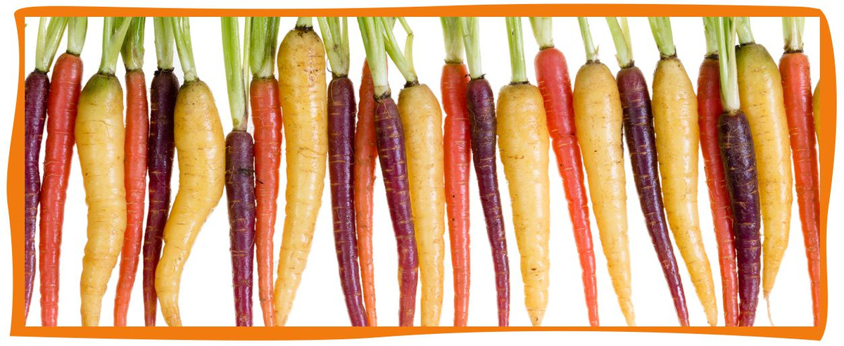 Im Folgenden finden Sie die häufig gestellten Fragen zur Amperhof Ökokiste.