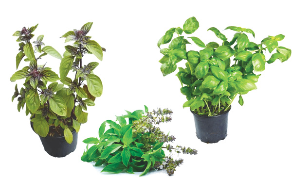 KI generiert: Drei Basilikum-Pflanzen in Töpfen und einem losem Bündel mit Blüten.