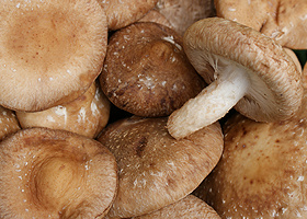 Pilze