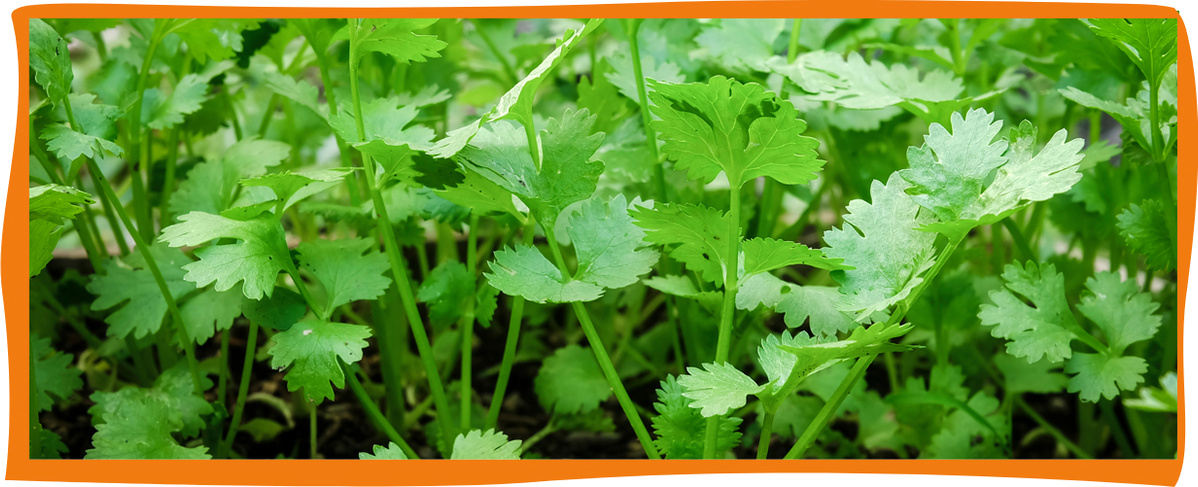 KI generiert: Frisches Koriandergrün in Nahaufnahme mit orangenem Rahmen.