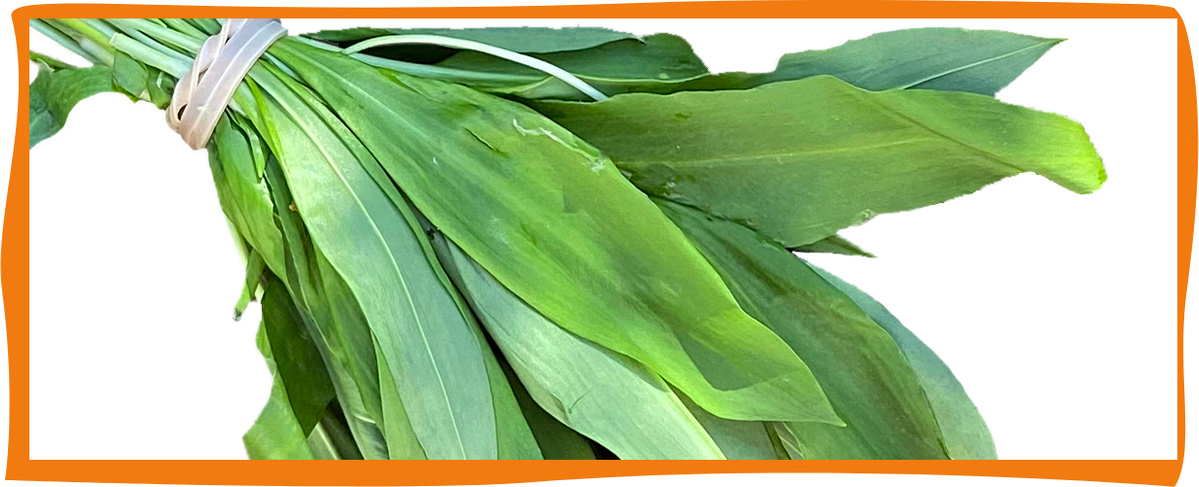 KI generiert: Das Bild zeigt ein Bündel frischer Bärlauchblätter, zusammengebunden mit einem weißen Band. Der Hintergrund ist weiß, wodurch die grünen Blätter im Vordergrund deutlich hervorstechen.