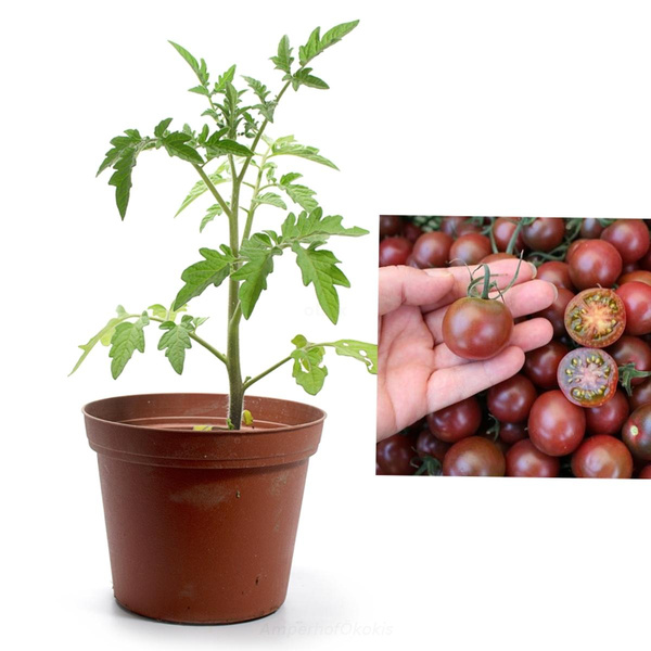 Produktfoto zu Tomate Black Cherry