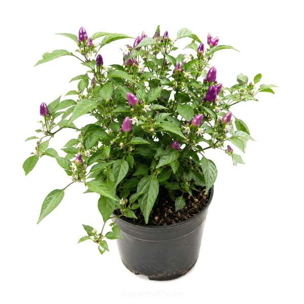 Produktfoto zu Chili  im Topf Sorte Aurora
