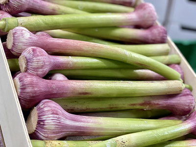 Knoblauch
