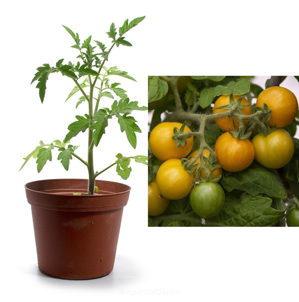 Produktfoto zu Tomate Tigerette Cherry