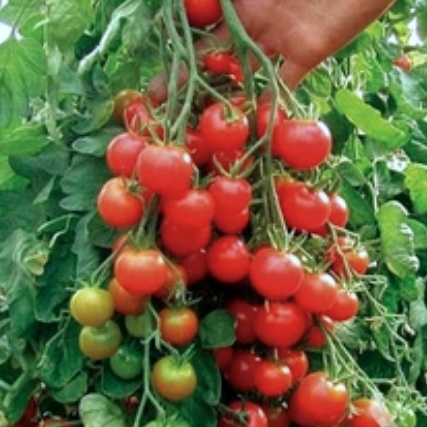 KI generiert: Ein Strauch voller reifer, roter Tomaten wird von einer Hand gehalten.