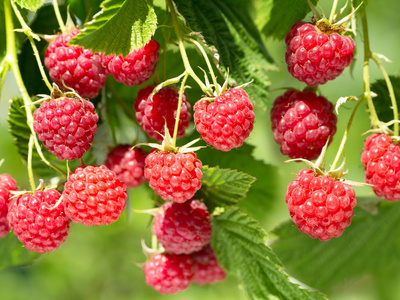 Himbeeren