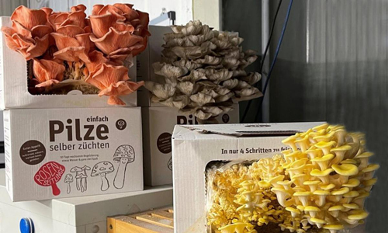 Pilzkits zu Weihnachten