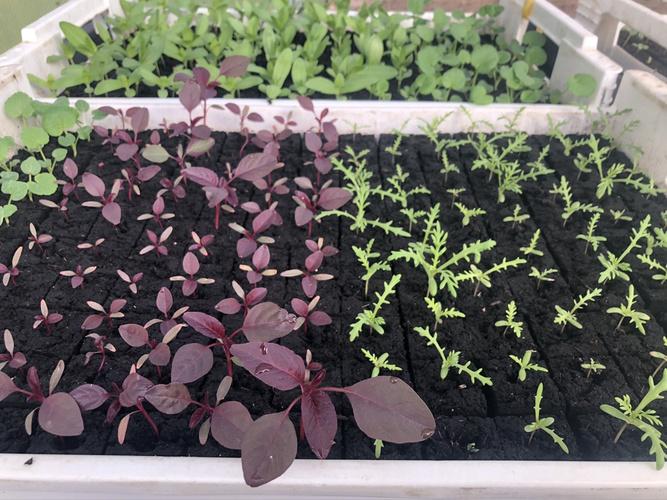 Landwirtschaft am Amperhof erwacht