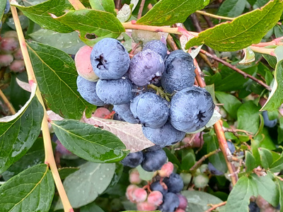 Blaues Obst & Gemüse