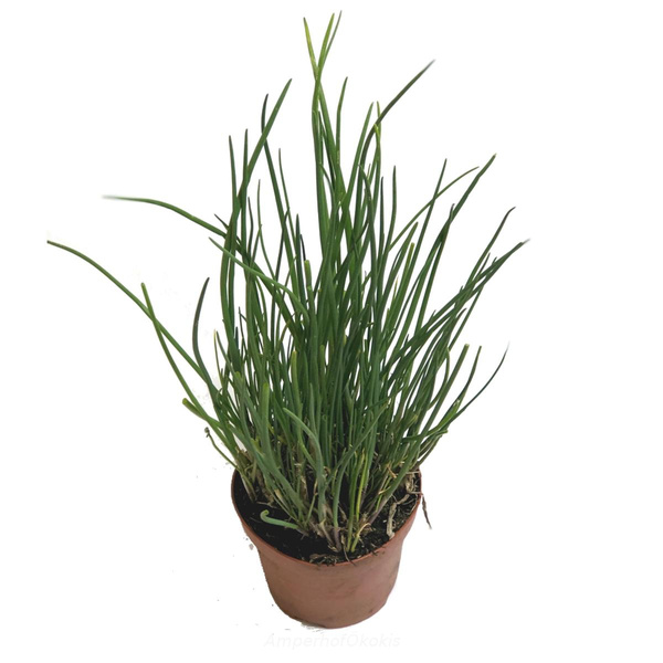 Produktfoto zu Schnittlauch im Topf