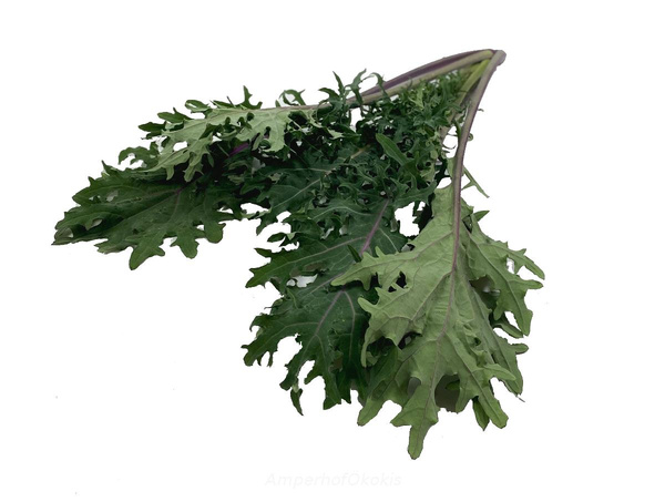 Produktfoto zu Blattkohl