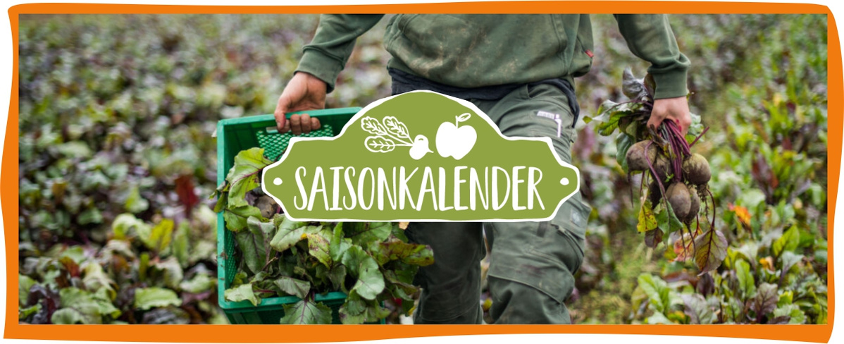 KI generiert: Das Bild zeigt eine Person auf einem Feld, die eine Kiste mit Gemüse und ein Bündel frischer Rote Bete trägt. Im Vordergrund steht ein Schild mit der Aufschrift "SAISONKALENDER".