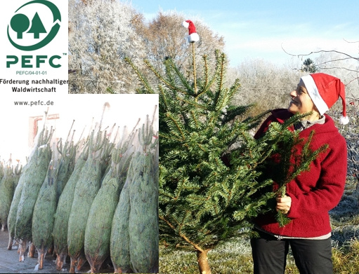 Weihnachtsbaum