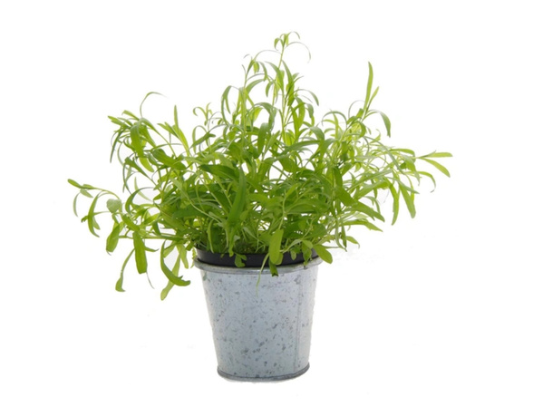 KI generiert: Topf mit frischem Estragon.