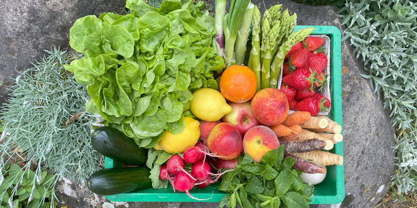 Entdecken Sie unsere verschiedenen Ökokisten