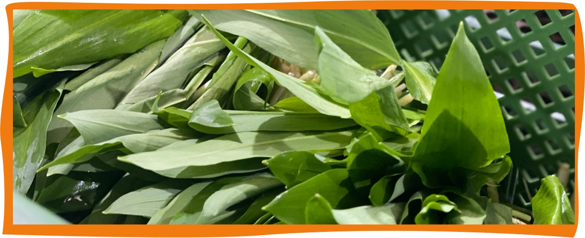 KI generiert: Ein Bund grüner Blätter, wahrscheinlich Bärlauch, gebündelt mit einem Gummiband.