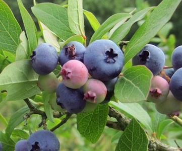 Heidelbeeren Blaubeeren