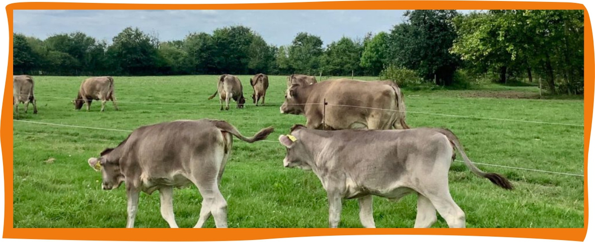 Kundenbrief als PDF öffnen