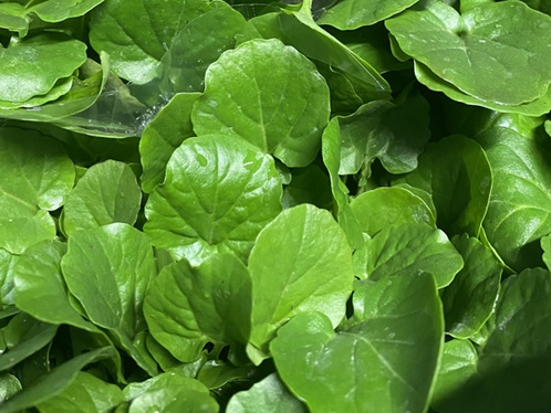 Barbarakresse im Topf