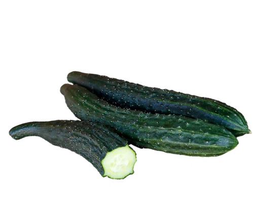 Saikó Schlangengurke