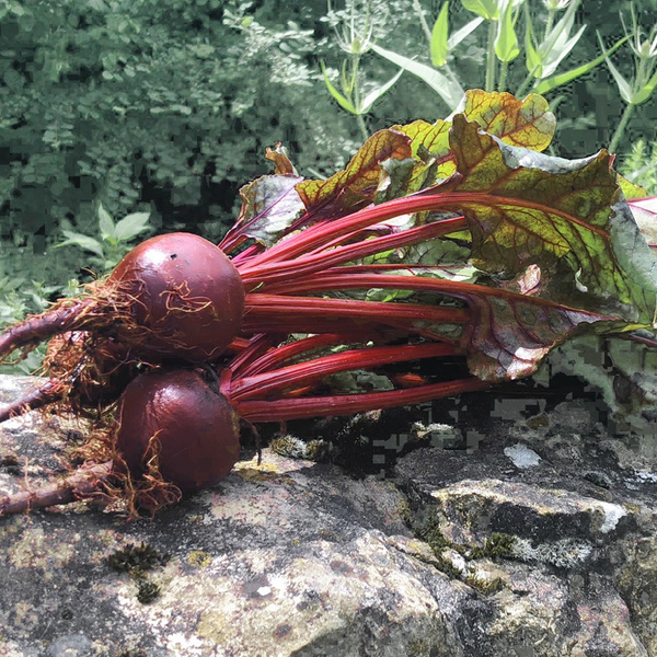 KI generiert: Frisch geerntete Rote Bete mit Blättern auf einem Stein im Garten.