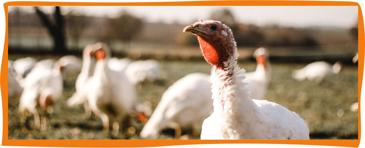 Puten Wallner in Hebertshausen