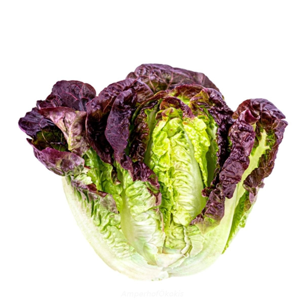 Produktfoto zu Batavia rot