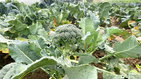 Wie Erzeuger den Brokkoli sehen: im Ganzen!