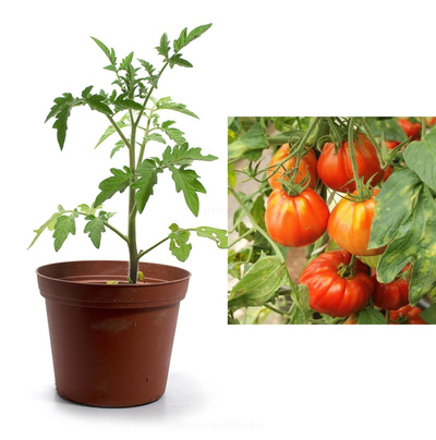 Produktfoto zu Tomate Cuor di bue