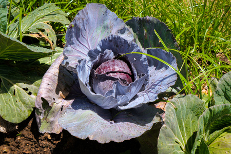 Blaukraut