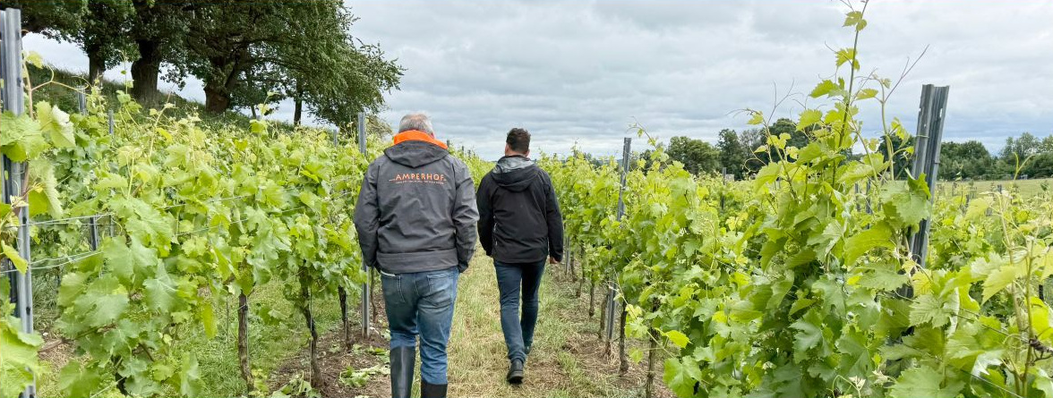 KI generiert: Zwei Personen laufen durch einen üppigen Weinberg.