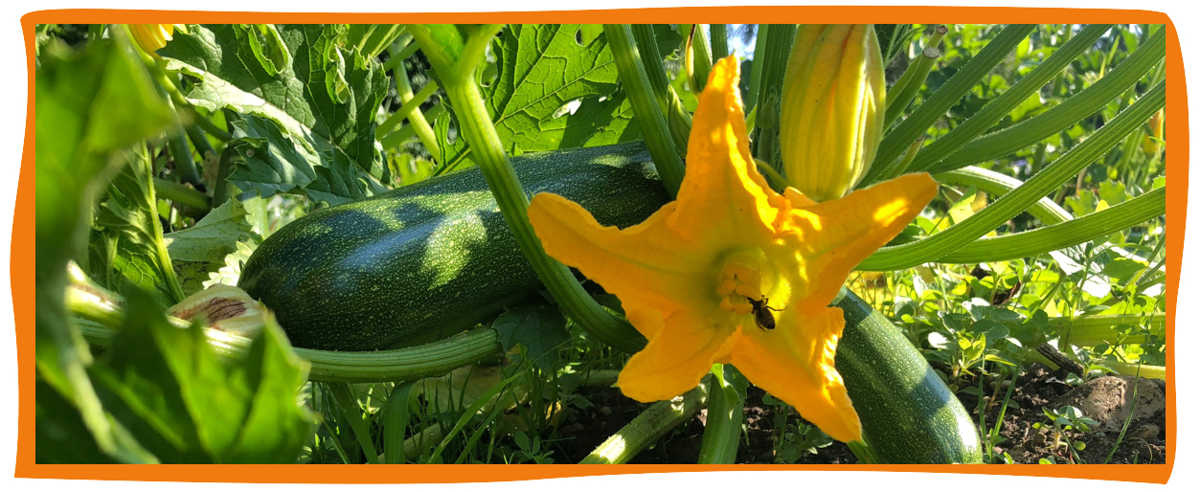 KI generiert: Eine blühende Zucchinipflanze mit gelber Blüte und reifer Frucht, im Garten aufgenommen.