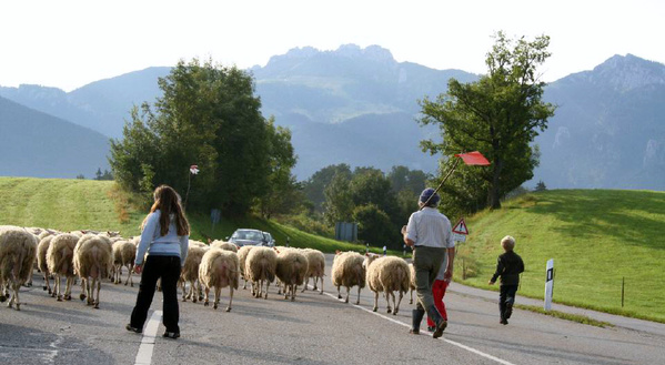 KI generiert: Menschen führen eine Schafherde über eine Straße mit Bergkulisse im Hintergrund.