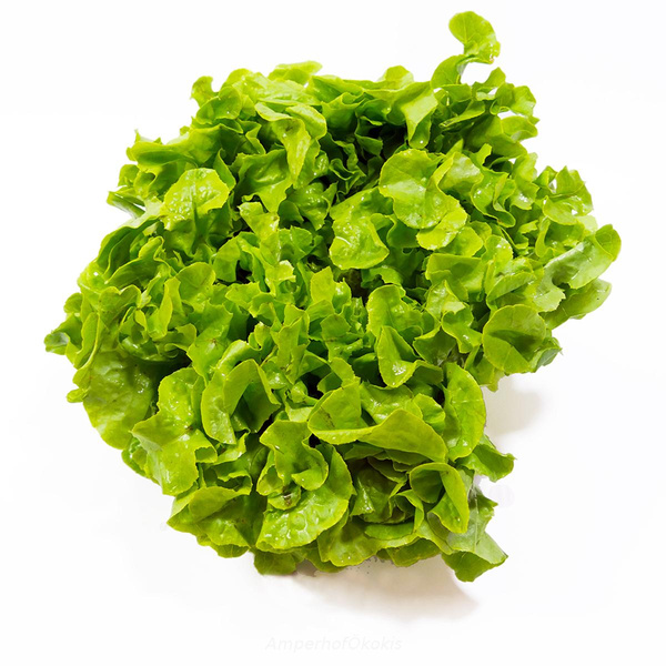 product photo for Eichblatt grün