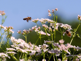 KI generiert: Bienen fliegen und landen auf zarten, blühenden Pflanzen vor blauem Himmel.