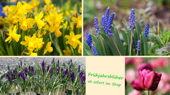 KI generiert: Frühlingsblumen: Narzissen, Traubenhyazinthen, Krokusse, Tulpen. Text: "Frühjahrsblüher ab Dienstag im Shop".