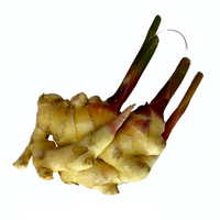 Ingwer frisch und regional