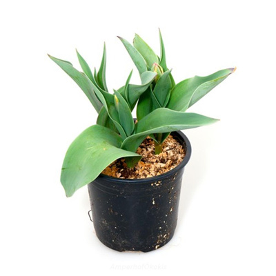 Produktfoto zu Tulpen im Topf