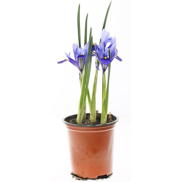 Produktfoto zu Iris im Topf