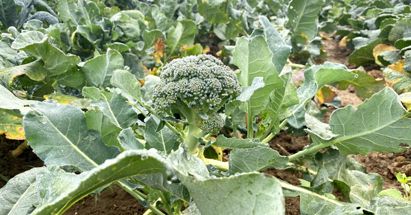 Proteine aufs Brot - da haste was drauf!