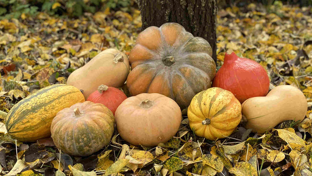 Rezeptbild für Herzhafte Käsespätzle mit Muskatkürbis