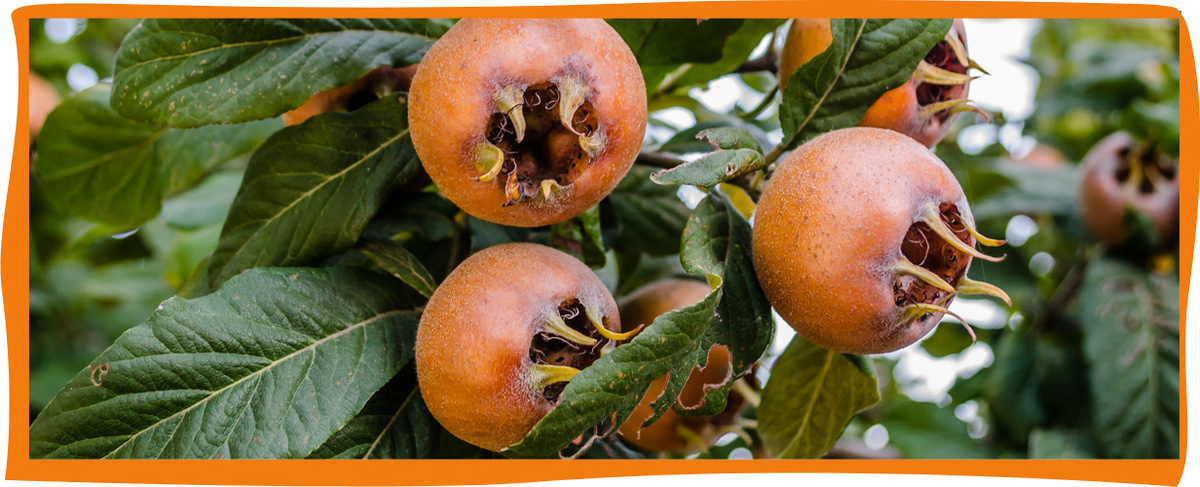KI generiert: Mispeln an einem Baum mit grünen Blättern.